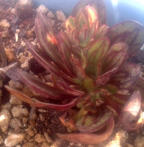 which echeveria if echeveria it is