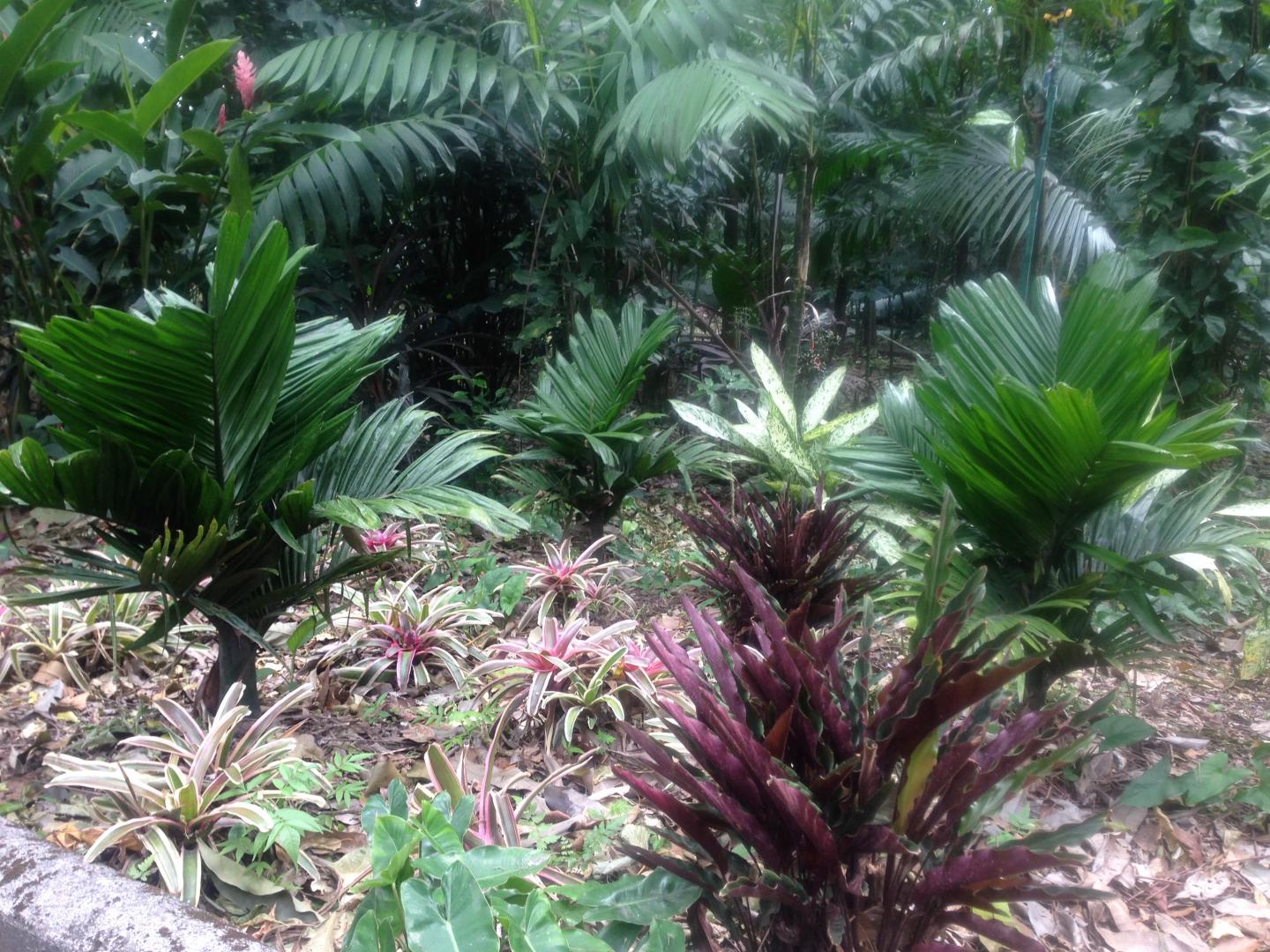 Areca catechu dwarf seeds at RPS - for real?
