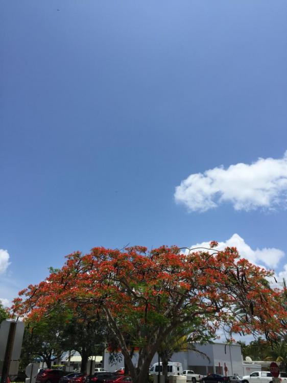 IMG_0659.thumb.JPG.0a1848d6acd2396f16883