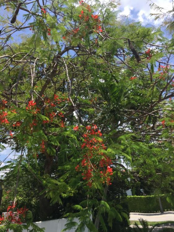 IMG_0663.thumb.JPG.e353f7510f9b28e56fffd