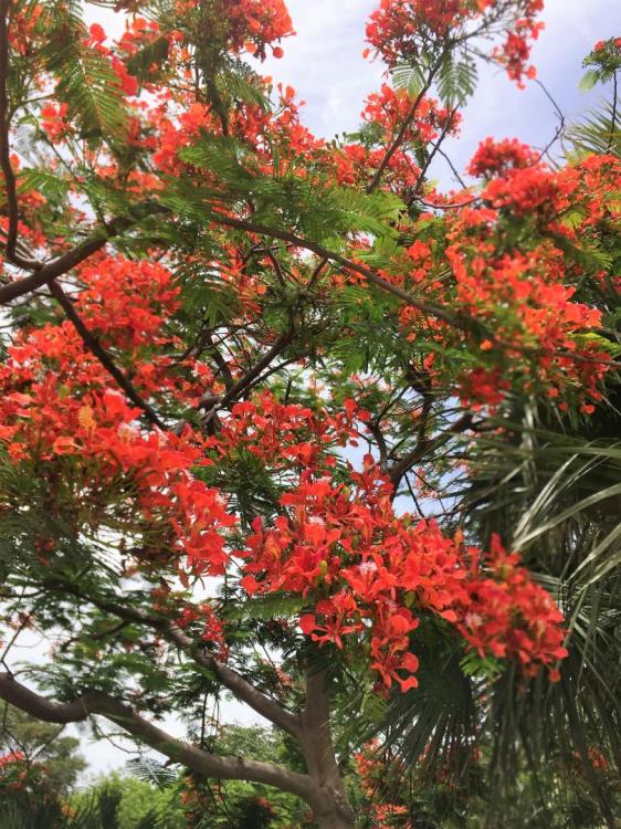 IMG_0711.thumb.JPG.9cfefb80ee78a42a8315c