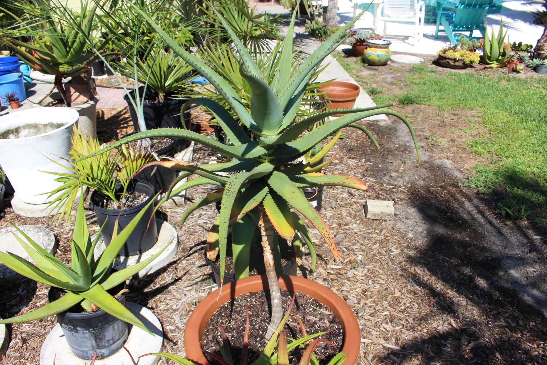 Tree Aloes for sale For Sale PalmTalk