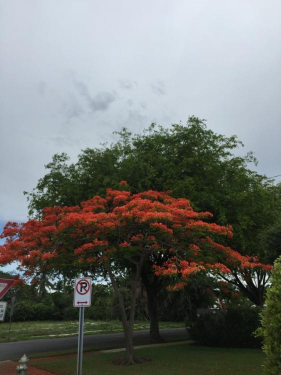 IMG_0802.thumb.JPG.0ad9b56db8eeb26fb3b43