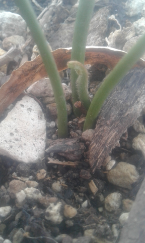 cycas multifrondis seedling in flush