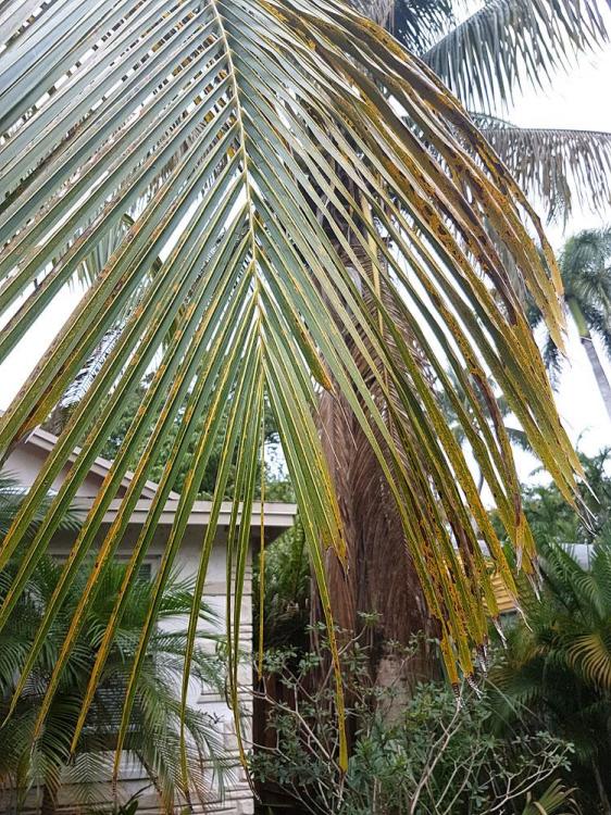 other_palm1.jpg