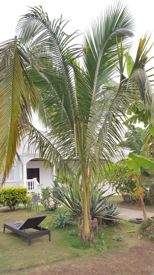 Help needed to identify coconut trees