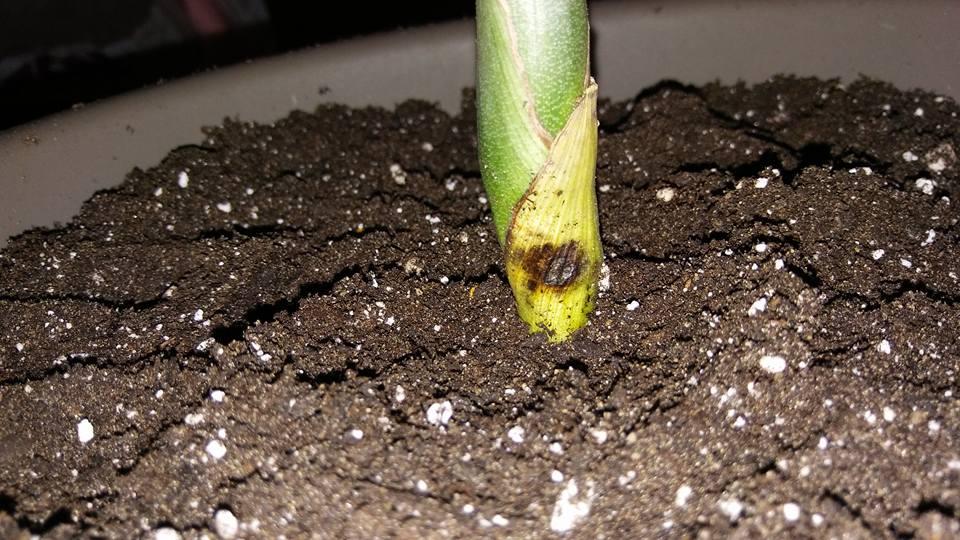 Brown spot on Chamadorea Metallica!