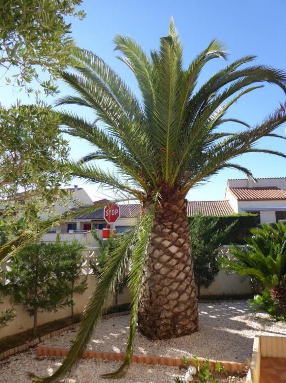 palm 1.jpg