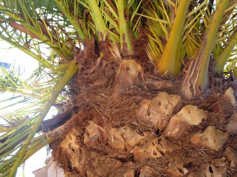 palm 2.jpg