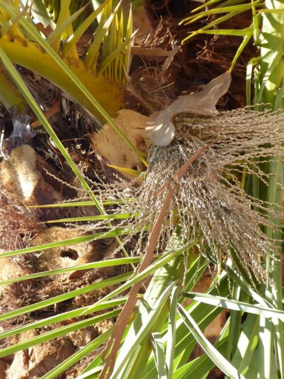 palm 4.jpg
