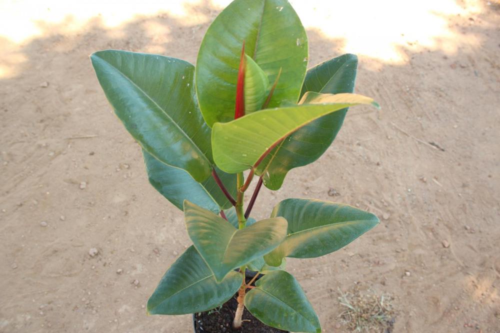 596697e11df4e_Ceroxylonquindiuense002.th