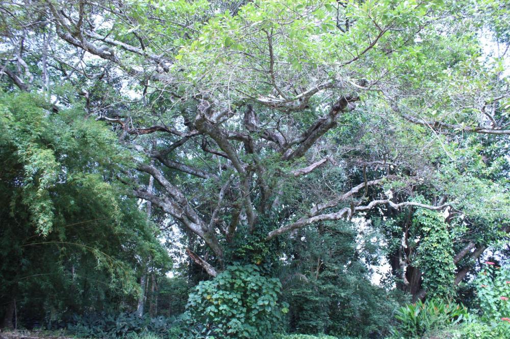 5968b15709a7e_Ficus013.thumb.JPG.e42eada