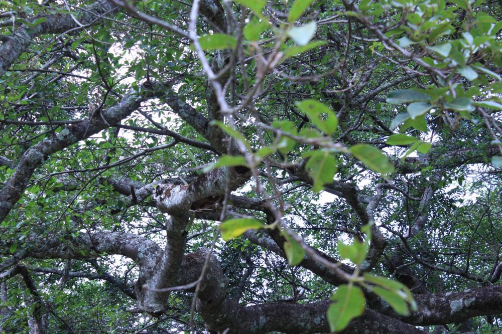 5968b25ea5b54_Ficus011.thumb.JPG.b3bf40f