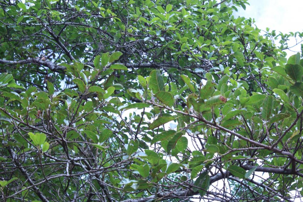 5968b303038e8_Ficus014.thumb.JPG.8085cca