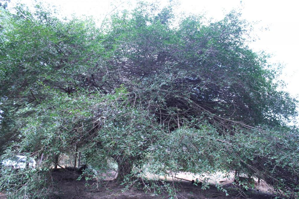 5968b493e476f_Ficus005.thumb.JPG.8bfc978