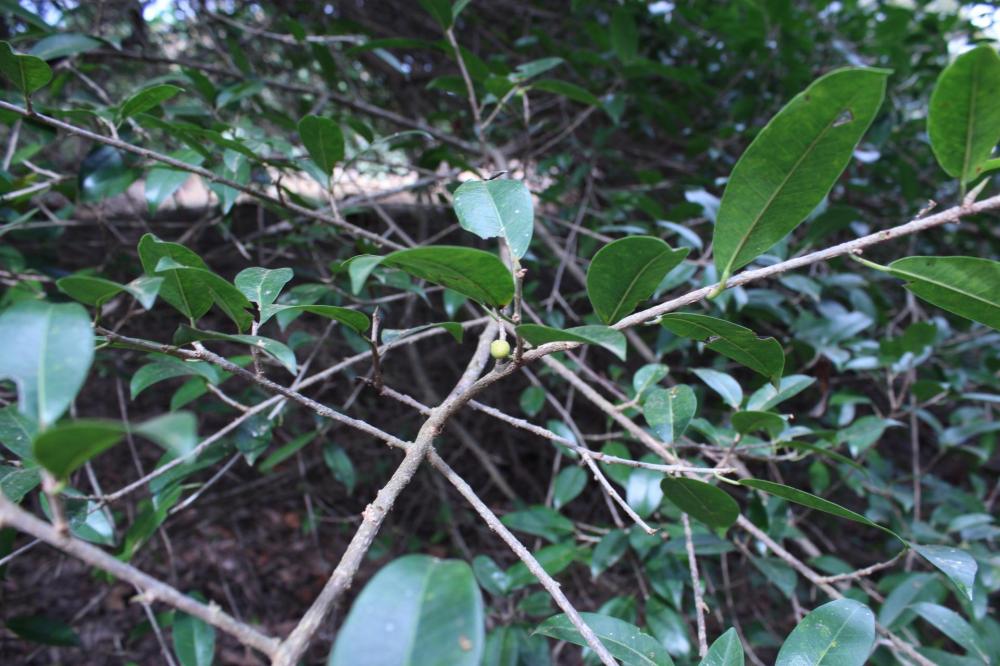 5968b4c449e86_Ficus006.thumb.JPG.422cdad