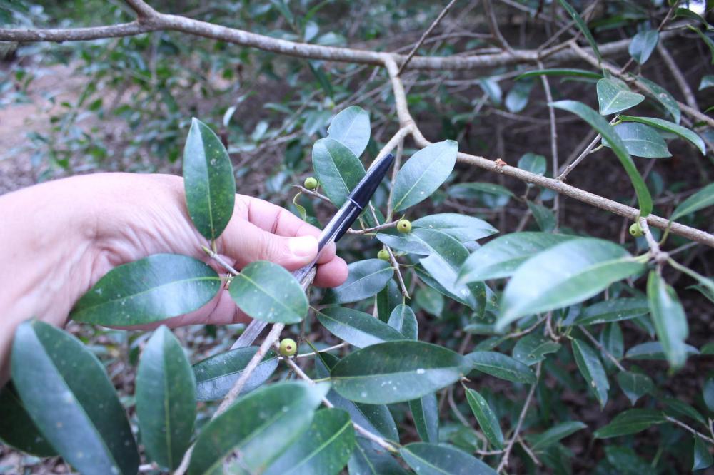 5968b4f4a0179_Ficus007.thumb.JPG.f37ef33