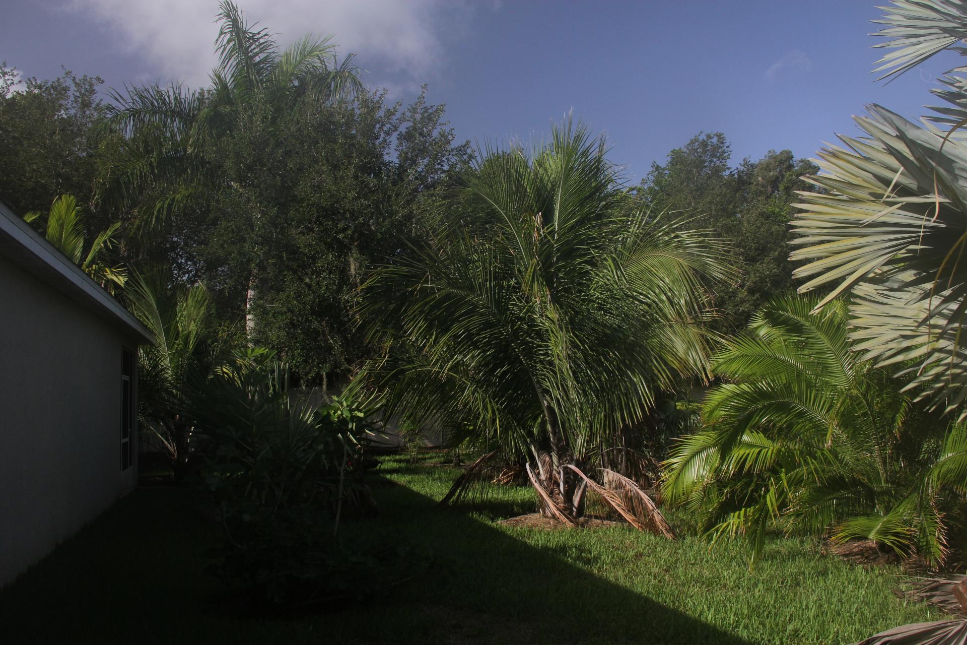 Tale of three Beccariophoenix Alfredii