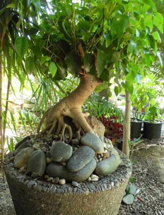 Ficus_bonsai.jpg