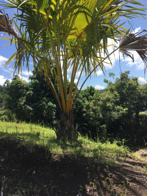 IMG_0002.thumb.JPG.664b2f24f9eace02fa40c