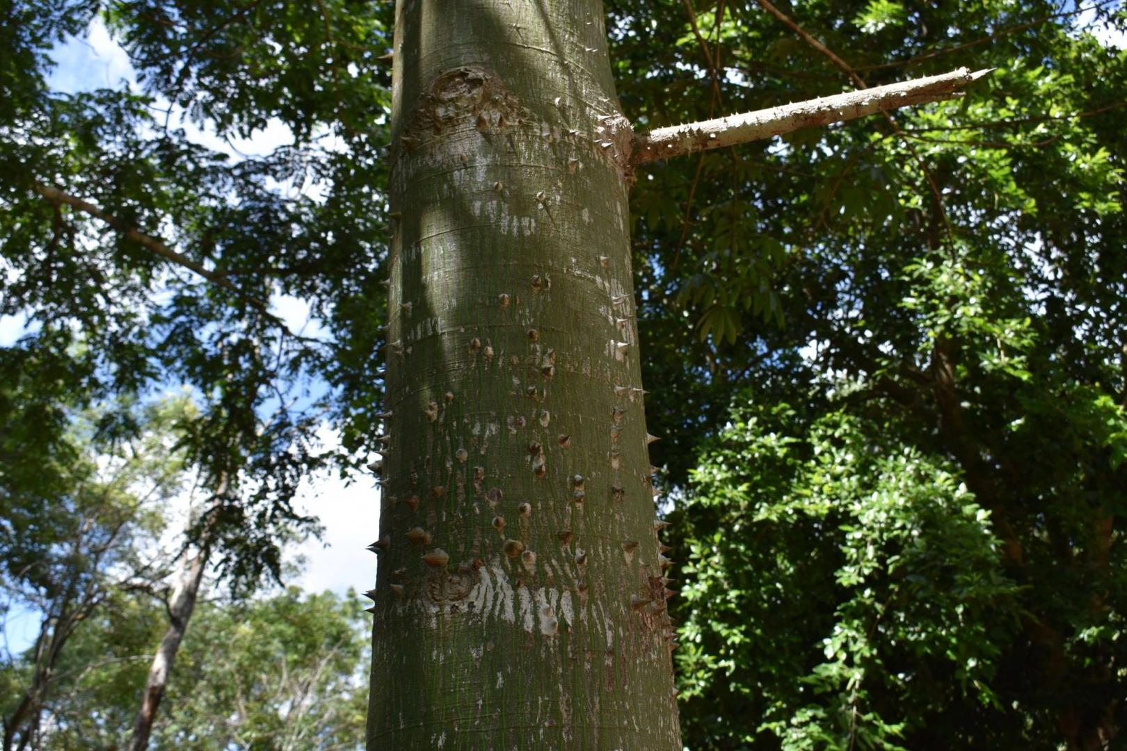 Yucatán palms and others