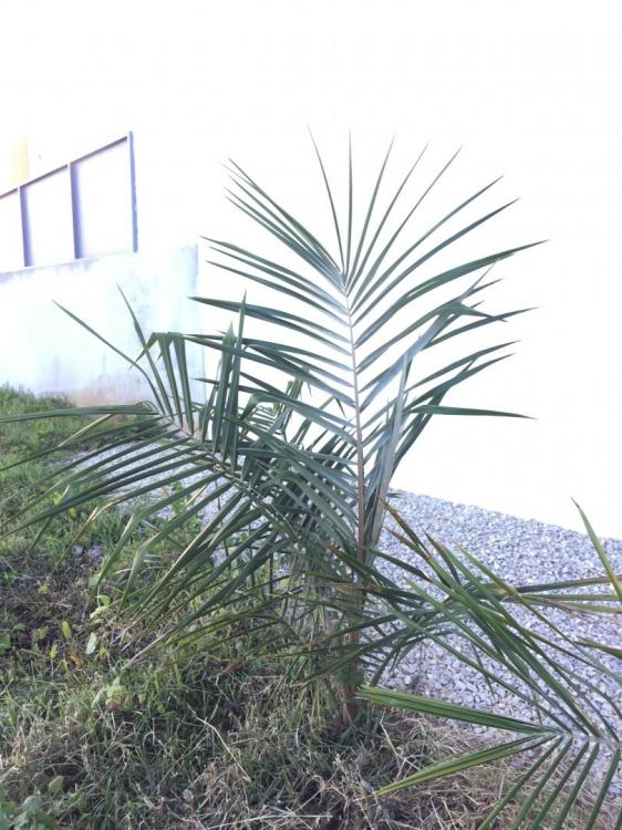 IMG_0392.thumb.JPG.3b0772feaca8a9f54195c