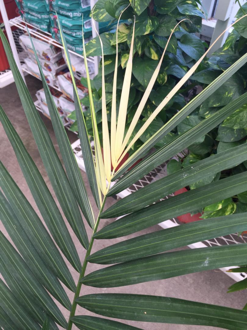Variegated Ravenea rivularis