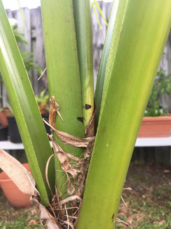 IMG_5343.thumb.JPG.9a7233850a5883bee1348