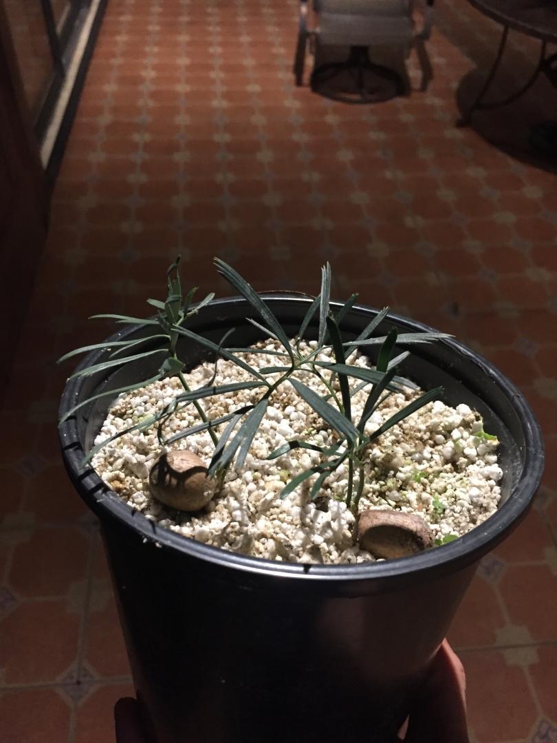 macrozamia stenomera blue form - For Sale - PalmTalk