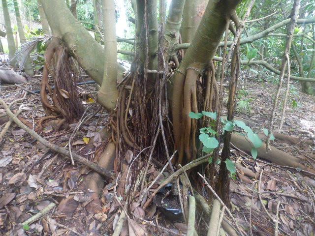 P1060913.JPG.9eb1a38d912c035e52a1ccc549b