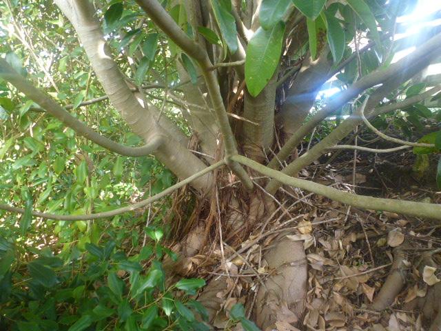 P1060915.JPG.28326c04a6a76732c24fbb8da47