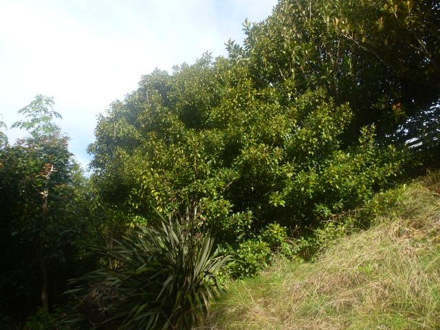 growth habit unpruned Ficus rubiginosa