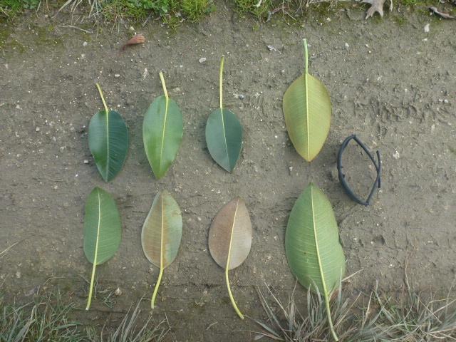 P1060934.JPG.86b8df12cdae1fc8ecaaf4df85d