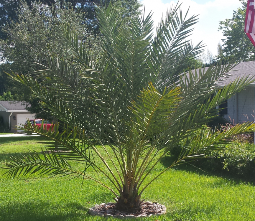 SeedGrownPhoenixDactylifera_small.png