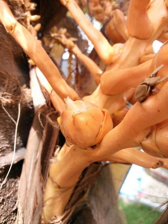 008x.thumb.jpg.8f4c082e5e32f948e28d23a06