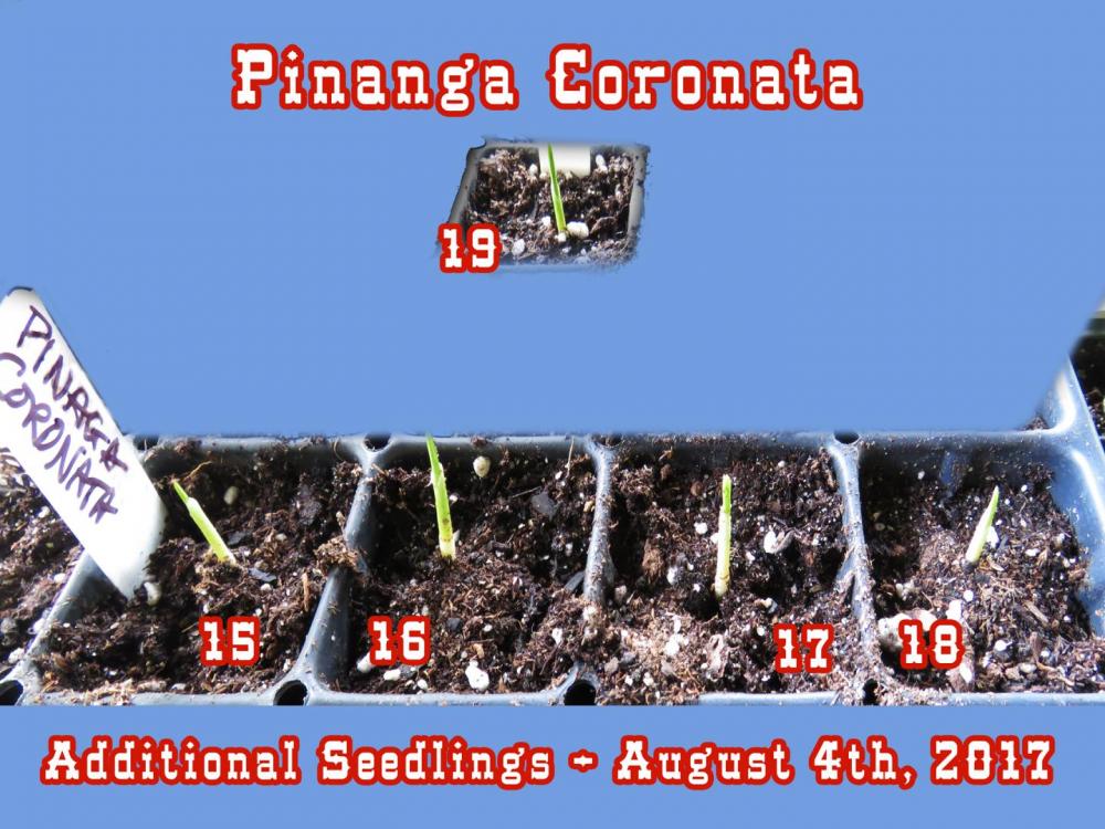 Pinanga Coronata seedlings 2.jpg