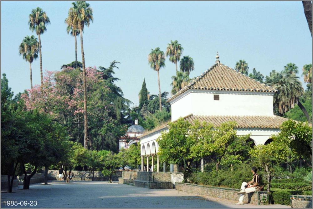 5992f002b35ca_WashingtoniaAlczar1985-09-