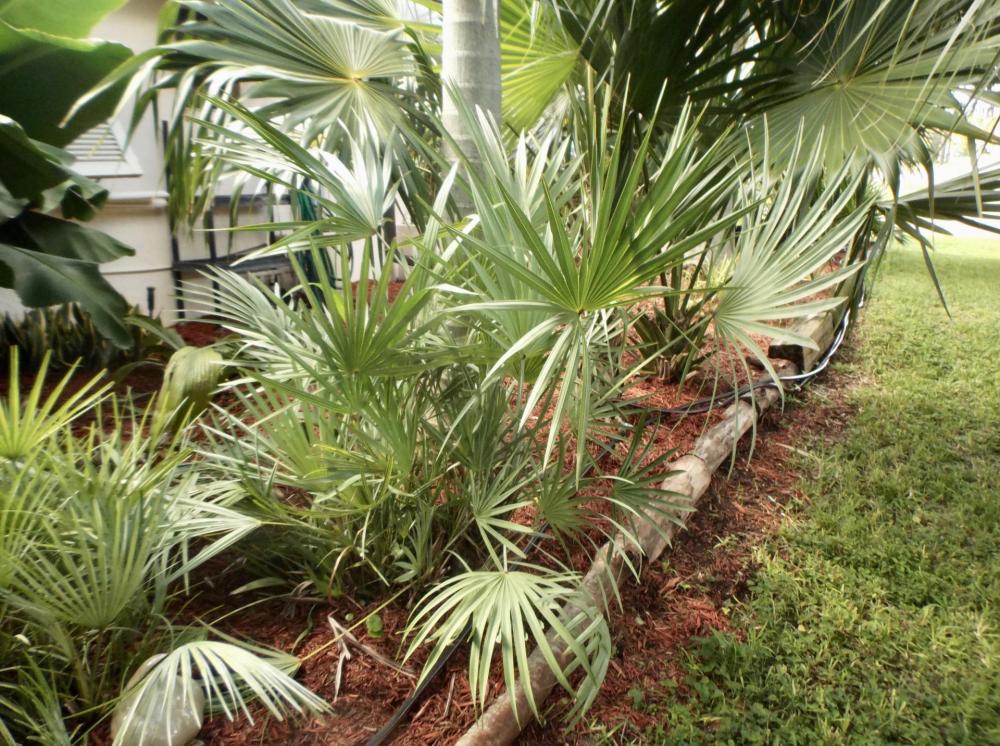 5999ef5b9abcd_Serenoarepenssilver01.thum