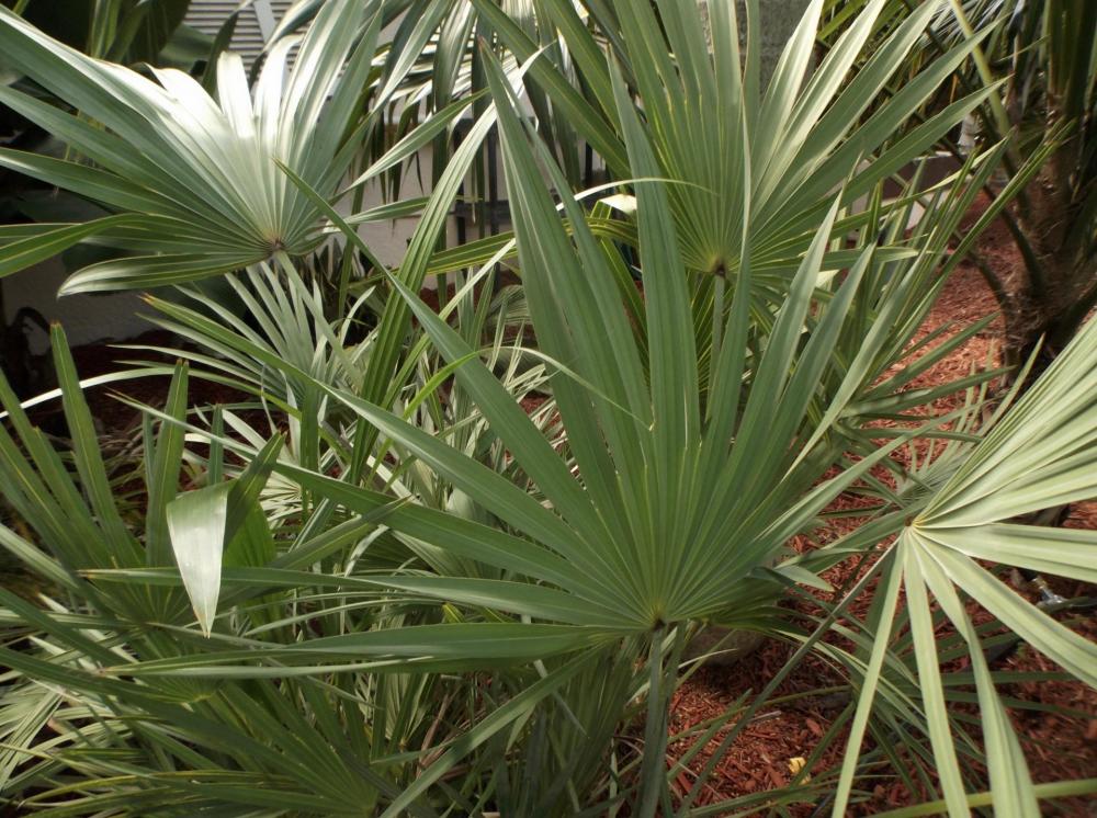 5999ef8eb0a62_Serenoarepenssilver04.thum