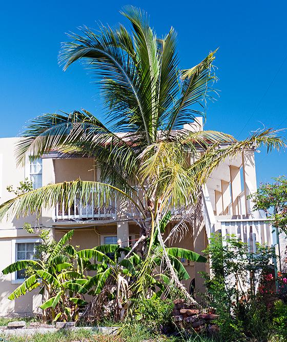 Cocos nucifera Port Isabel, Teas DISCUSSING PALM TREES WORLDWIDE PalmTalk