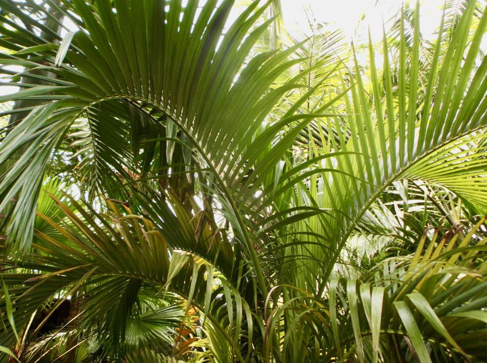 59a07a261c46f_Carpoxylonmacrospermum048-