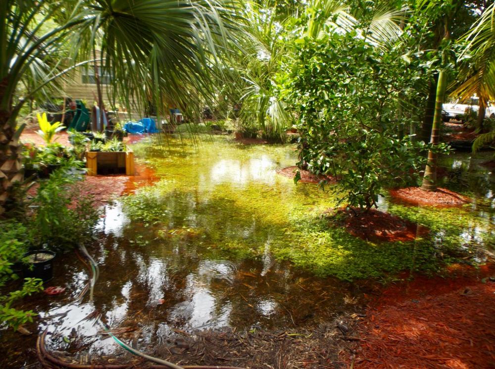 59a07c1730bf1_FloodedGardenlot018-25-17.