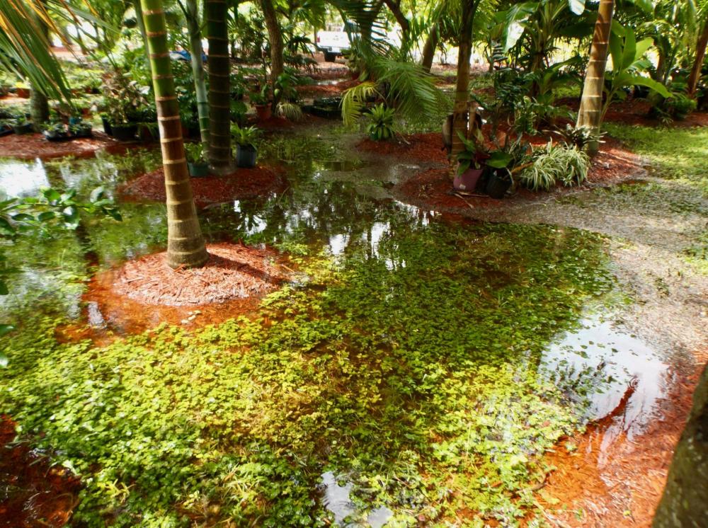 59a07c41d7f86_FloodedGardenLot038-25-17.