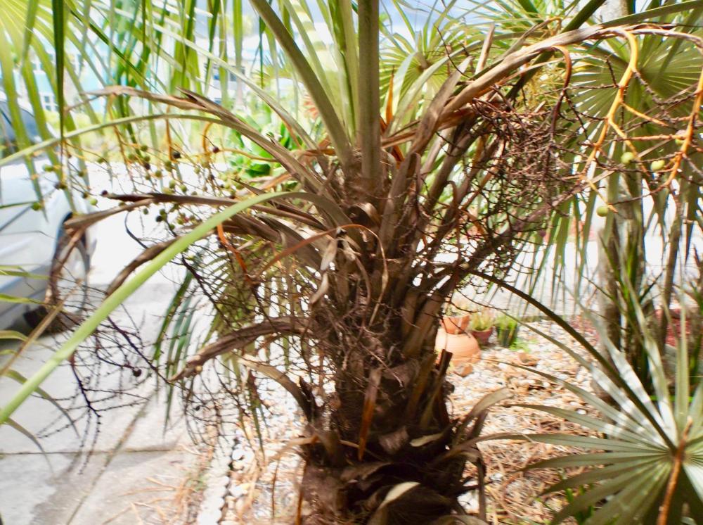 59a19e246f458_Coccothrinaxargentata03.th