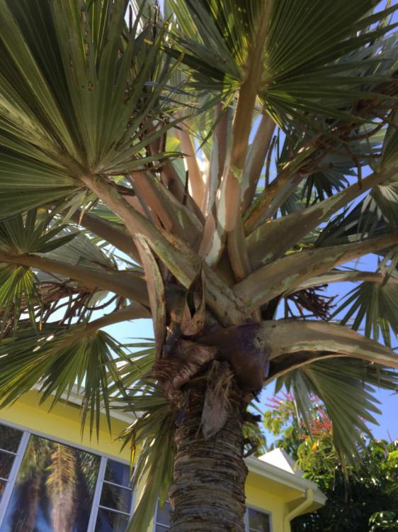 IMG_1121.thumb.JPG.972393d3731d084cc6e39