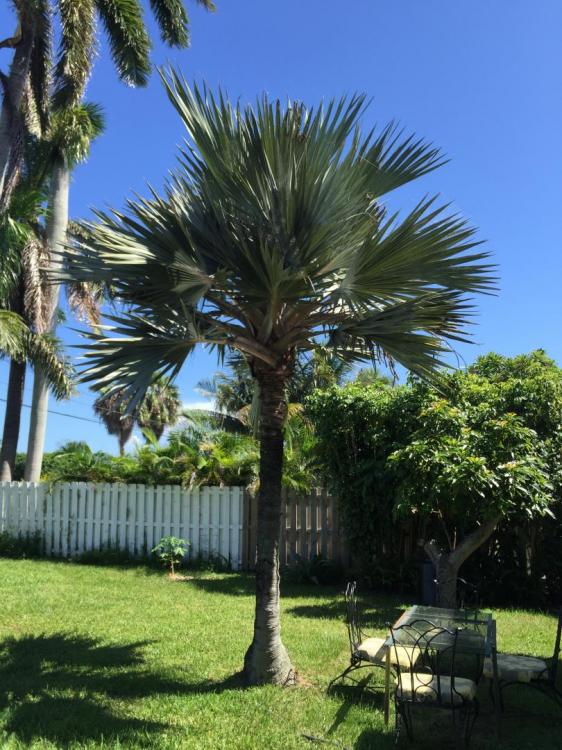 IMG_1122.thumb.JPG.5df2fce29336bea9e5680