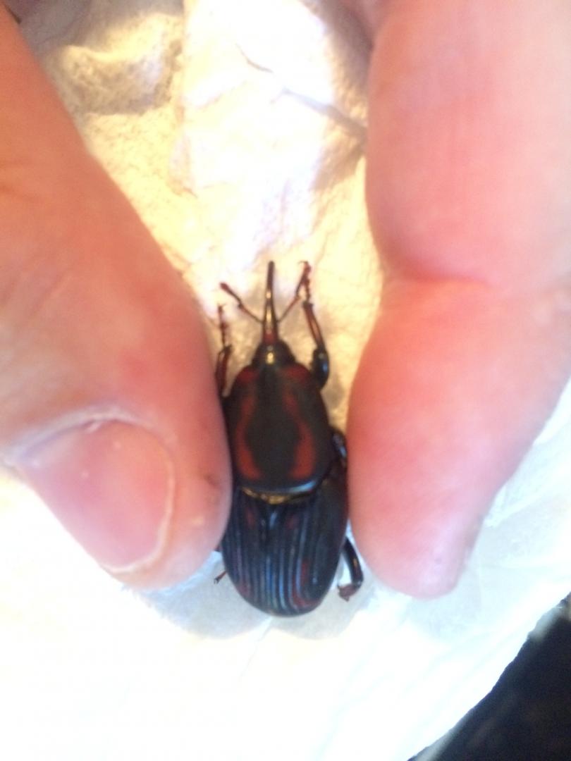 ID this palm weevil please