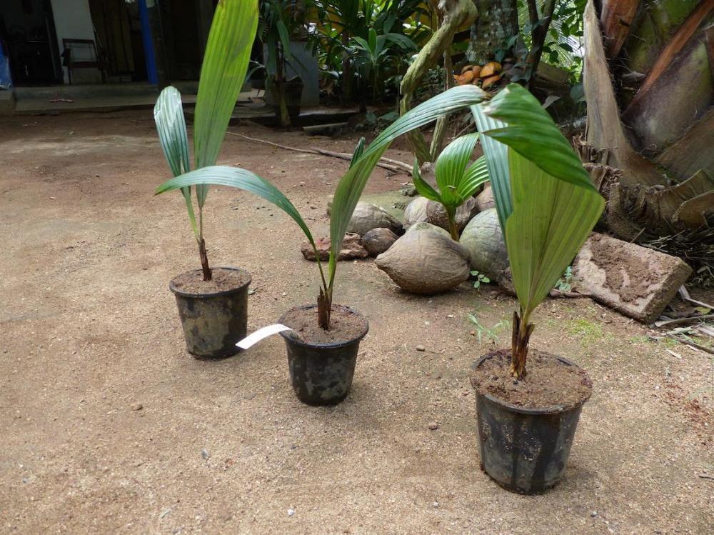 P1060662.thumb.JPG.032f5031d2296b6293578