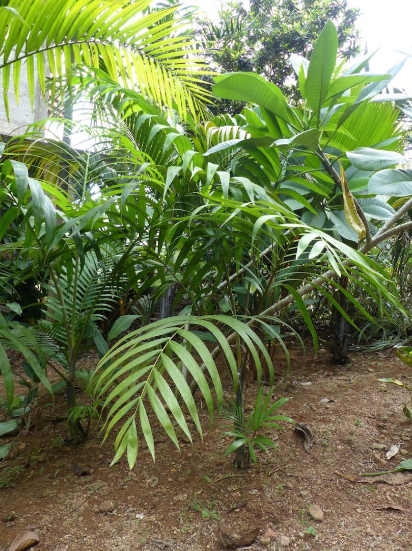 Dypsis pembana in Evening Garden