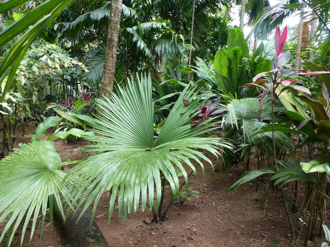 Kerriodoxa elegans in Morning Garden
